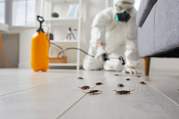 Post-Treatment Bed Bug Interceptor Monitoring in Lorena
